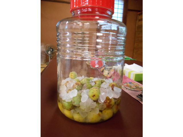 1カ月後、梅ジュースが出来上がります♪