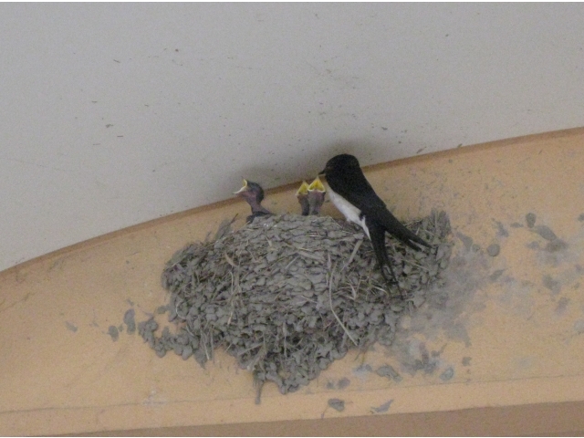 親鳥から餌をもらっています（8分音符）（8分音符）