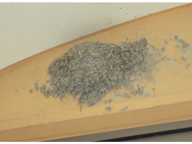 そして巣は空っぽに・・・
（6月20日）