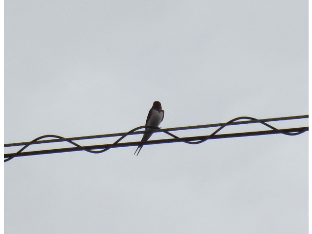 電線から施設のほうを
眺めています