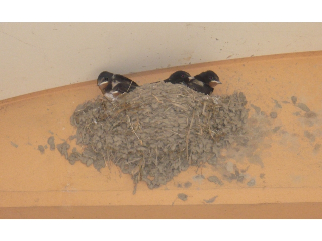 5羽のヒナが過ごしていたころ
（6月17日）