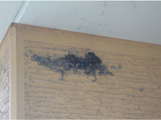 巣を作り始めて３日目