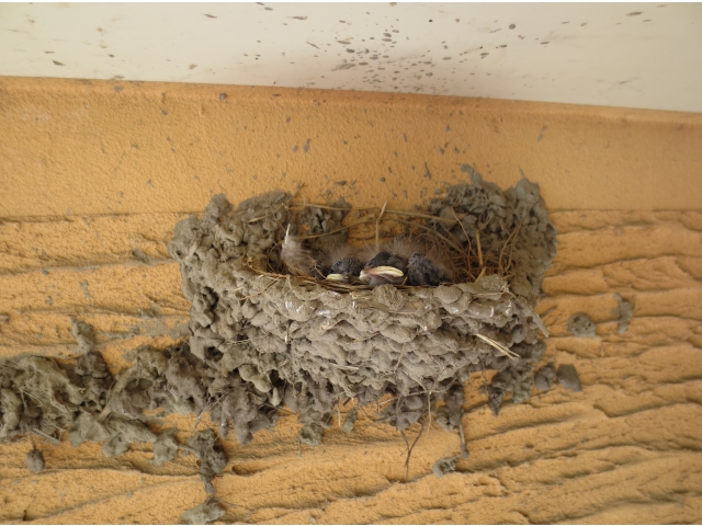 巣の中の様子