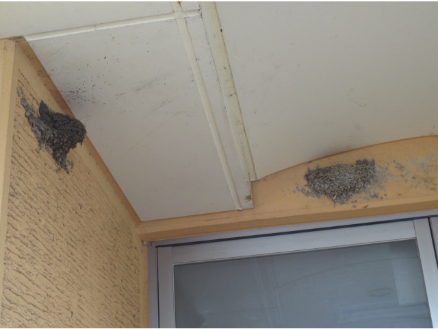 新居完成（左側）右側は前の巣です