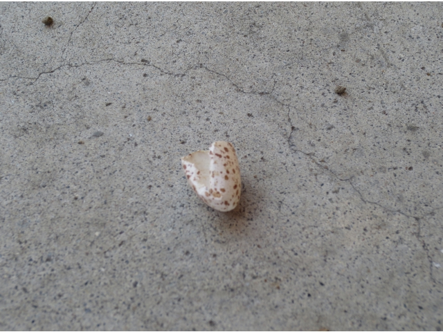 巣の下に落ちていた卵の殻