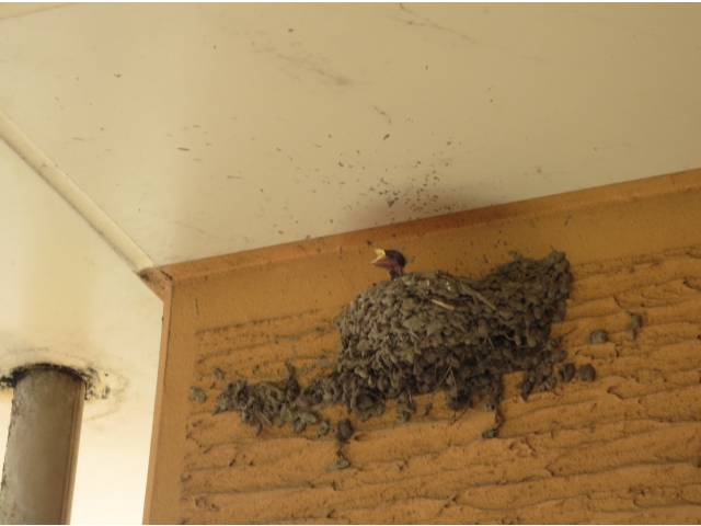 えさを待っています