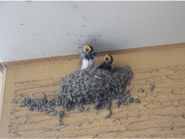 大きくなったツバメたち