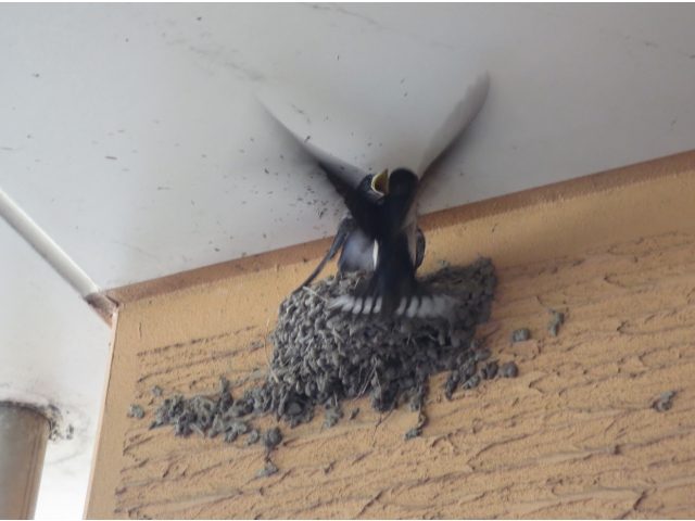 つい最近まで餌を貰ってました