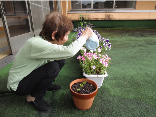 毎日水やりをしました