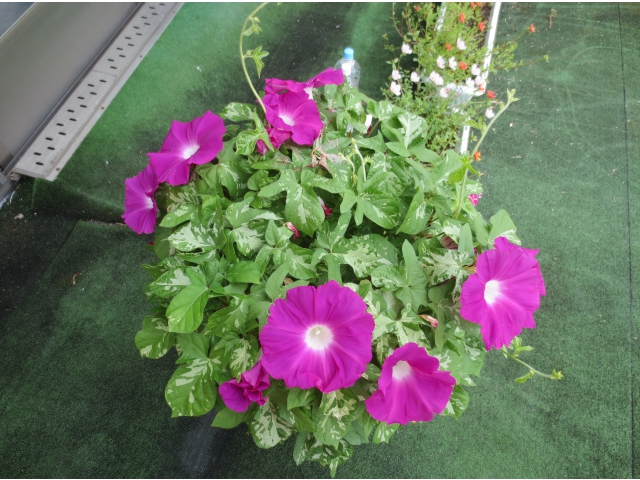 たくさん花を付けました