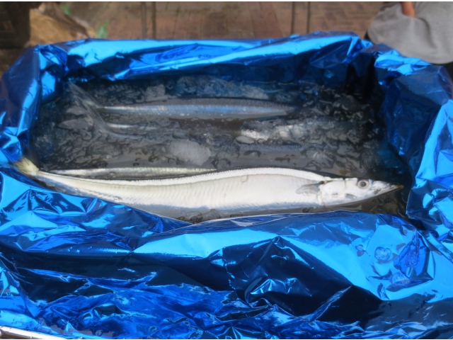 脂の乗ったさんまが届きました。