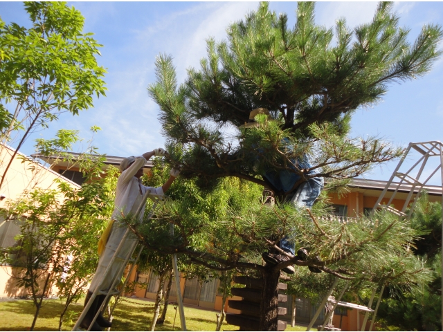 専門家でも難しい松の手入れに挑戦