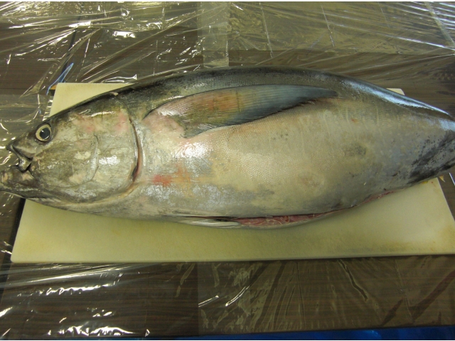 本日のマグロ！なんと36キロです！！