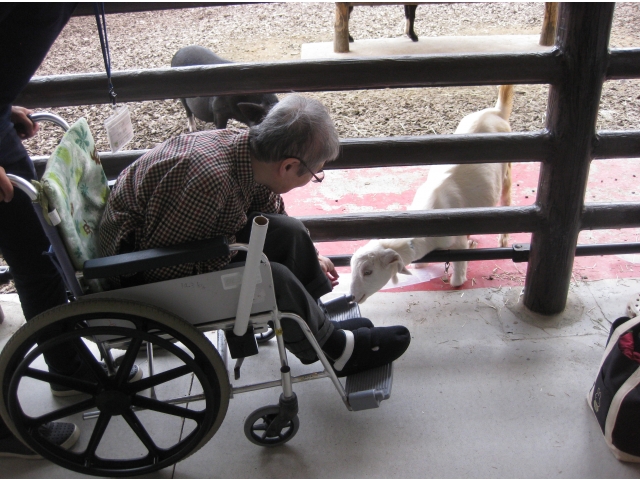 山羊が近づいてきてくれました