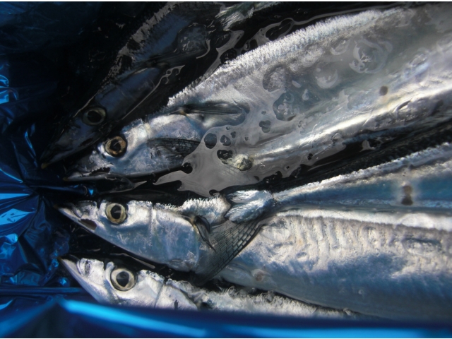 新鮮な生さんまです♪