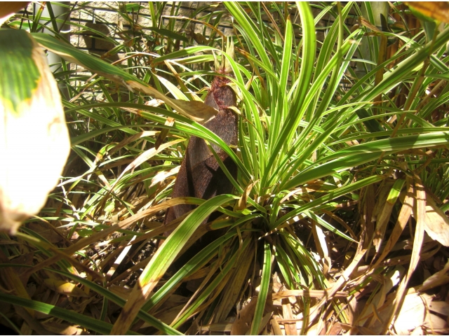 今年は3本ほど確認。