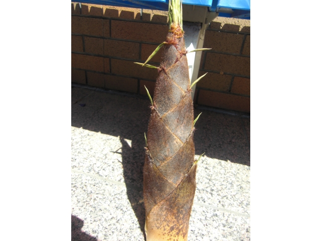 ドアの前に生えてしまったので今回は伐採。