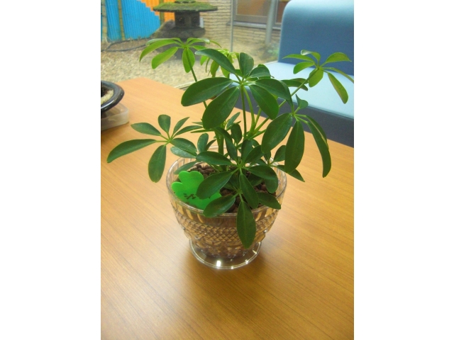 植物がそばにあると和みます。