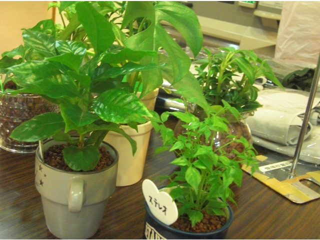 ハイドロカルチャー、育てやすいです！