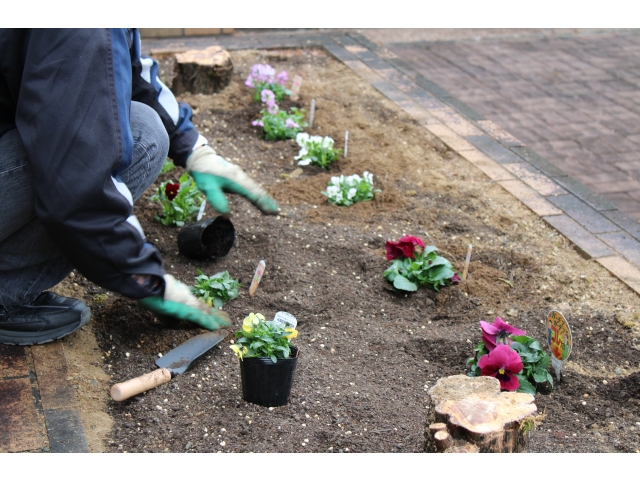 色々な花苗を植え付けます