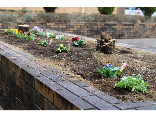 綺麗に植え付けました