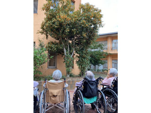 大きなきんもくせいの木から良い香りが漂ってきました。