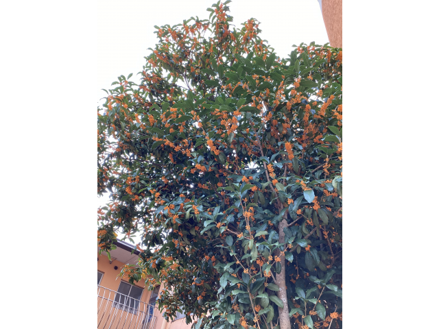 黄色の花がたくさん咲いていました。