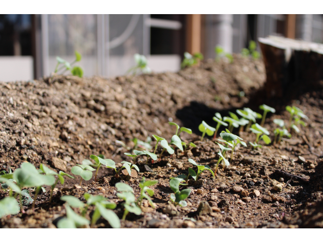 芽が行列でびっくり！！