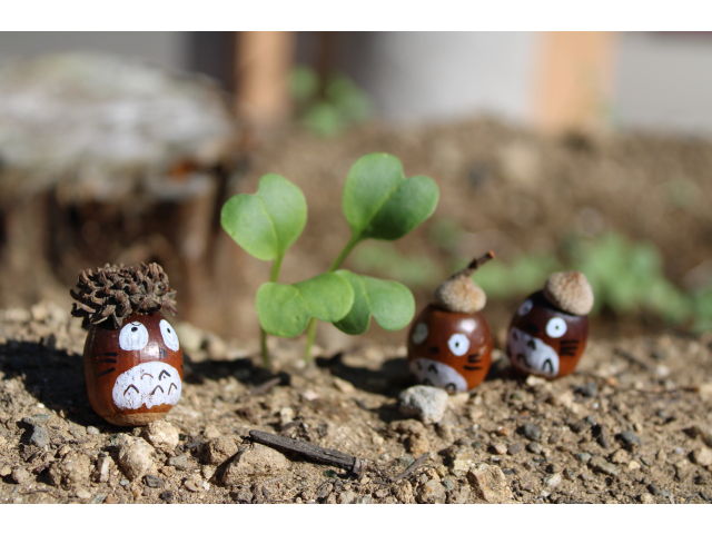 どんぐり会議！？開催中。