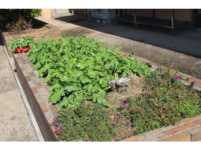 次は大根に期待が膨らみます！！大きくなれ、美味しくなあれ～♪