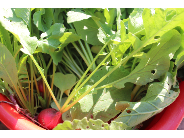 つやつやで美味しそうです💕