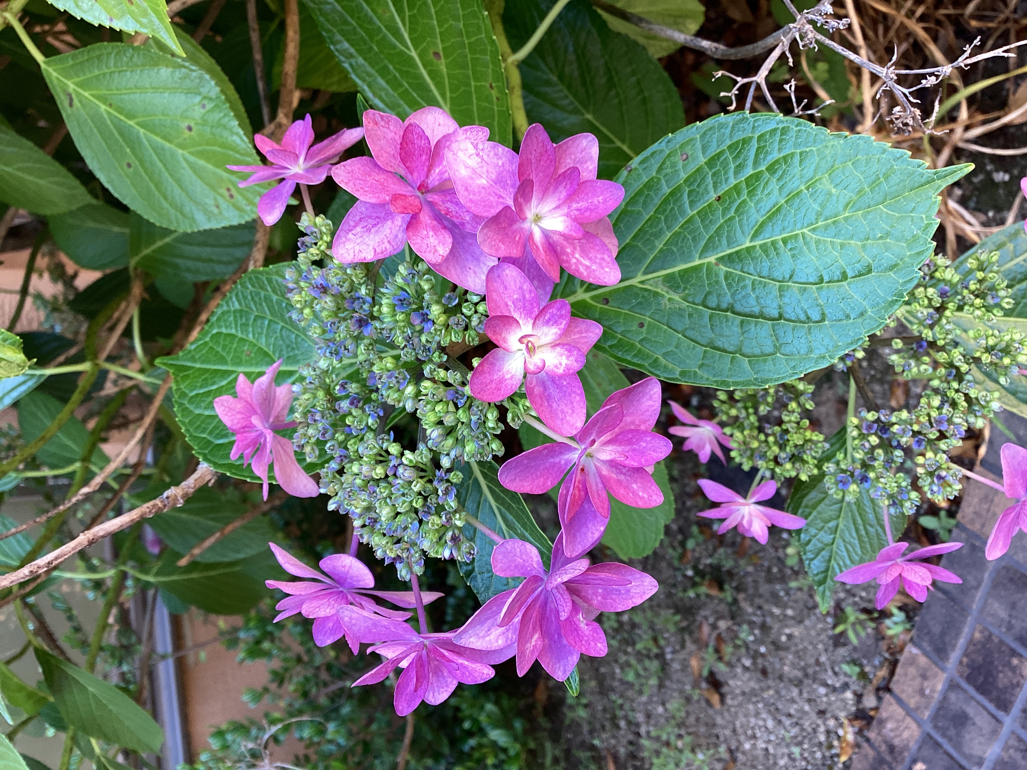 豊川苑の中庭にも紫陽花が咲き始めました。