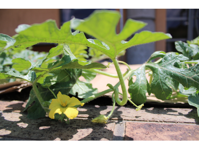 スイカの花🍉甘いすいかが育ちますように…✨