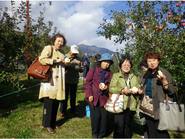 リンゴ、おなか一杯食べました