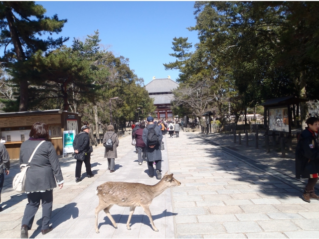 大仏殿へ。鹿が悠々と歩いています