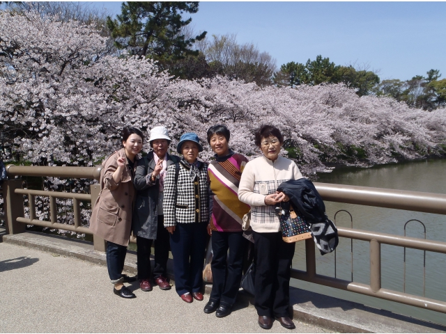 池の畔に咲く桜