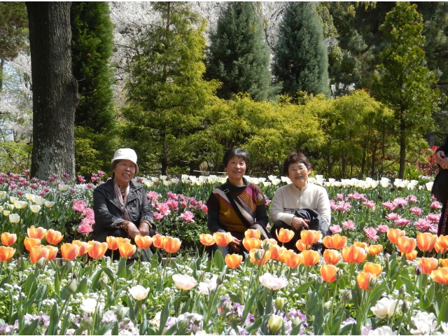 チューリップがきれいでした
