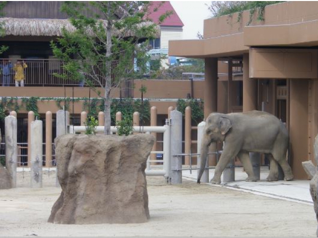 ゾージアムのゾウ