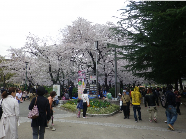 満開の桜（その1）