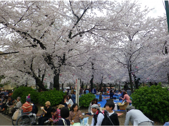満開の桜（その2）