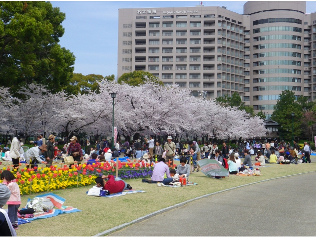 満開の桜（その3）