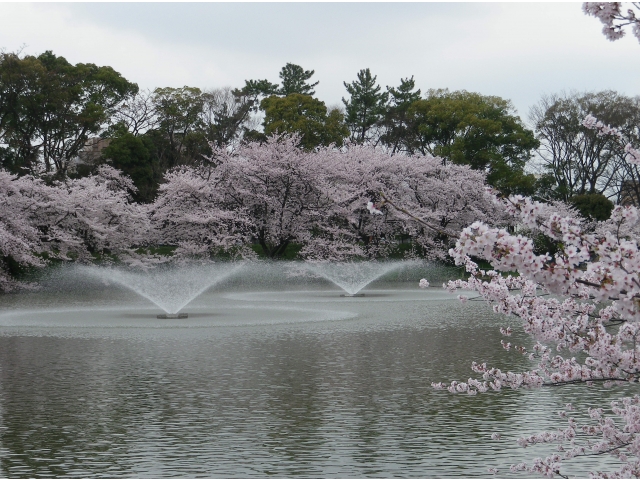噴水近くの桜