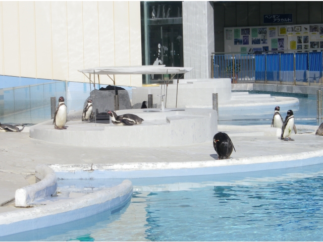 入口玄関前のペンギンたち