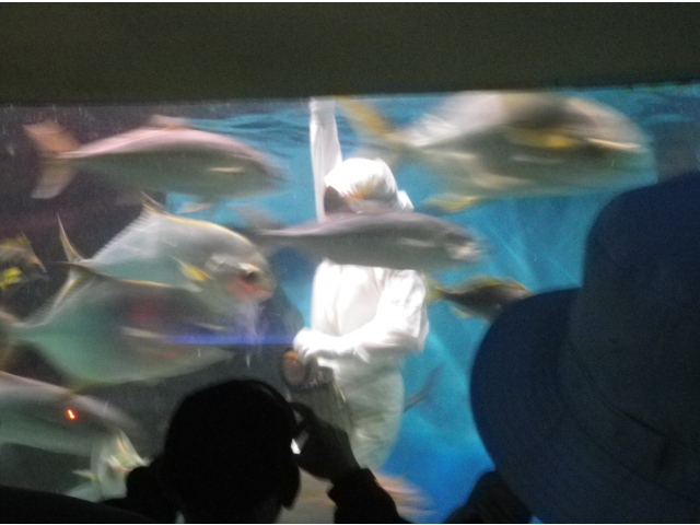 水槽内で餌付けをする海女さん