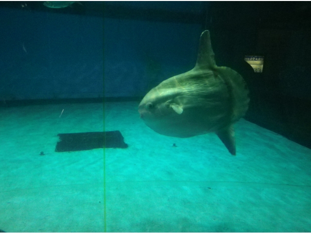 マンボウが悠々と泳いでいます