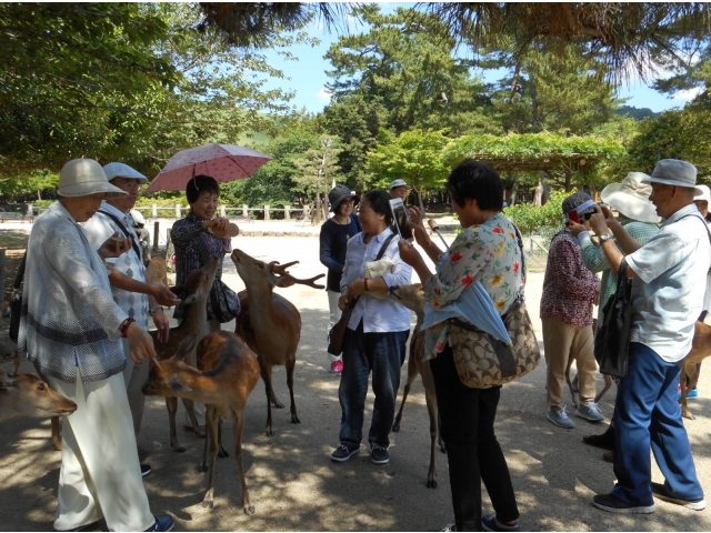 奈良公園のシカに、鹿せんべいをあげています