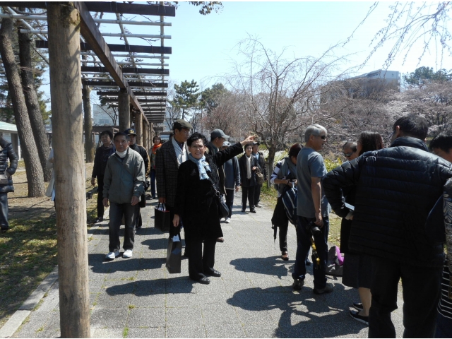 「藤の回廊」沿いの桜は、未だつぼみでした