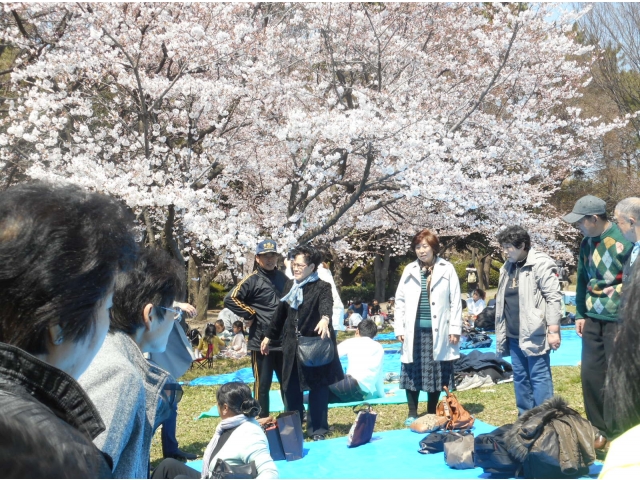 芝生広場の桜は、きれいに咲いていました