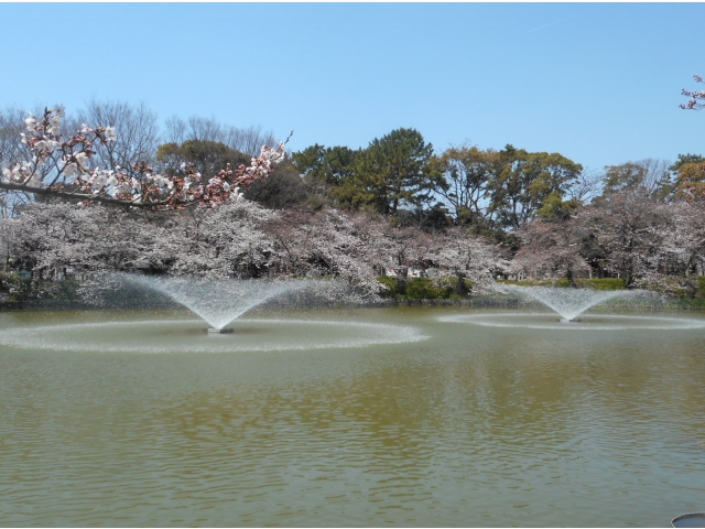 「おふけ池」の桜と噴水