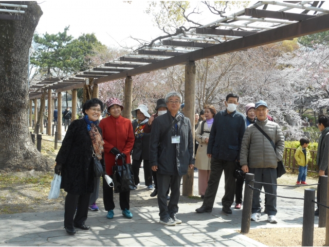 お堀附近の桜の花です。
